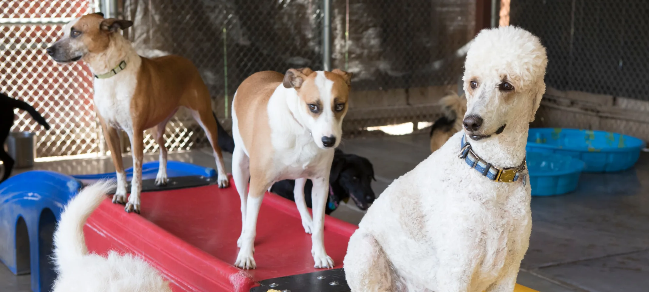 Dogs playing on play area